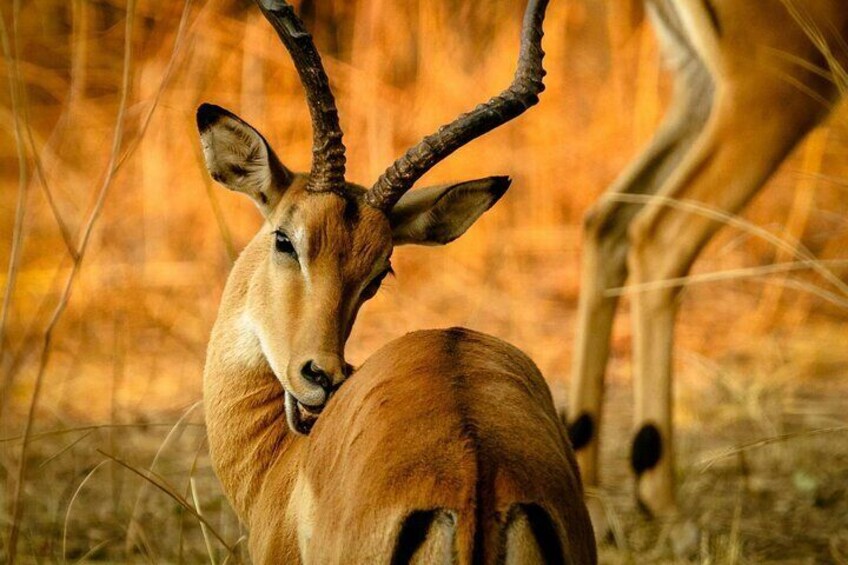A kudu antelope with large horns in a dry grassland. 3
