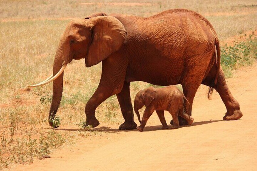 An adult elephant and a calf walking on a dirt path in a dry, open landscape. 4