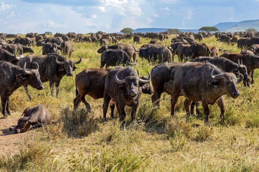 A herd of buffalo grazing in a grassy field with a mountainous backdrop. 2