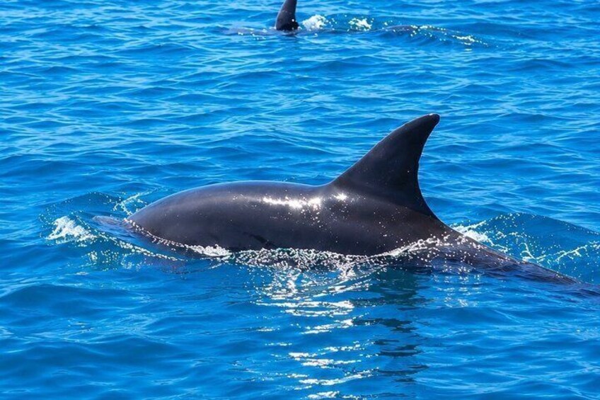 A dolphin swimming in clear blue water. 4