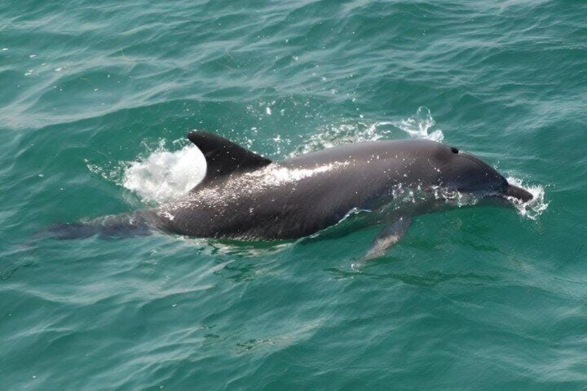 A dolphin swimming in clear blue water. 5