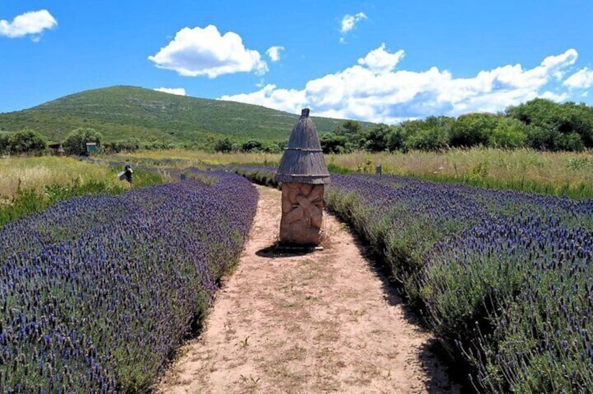 A lavender field with a stone structure in the center. 5