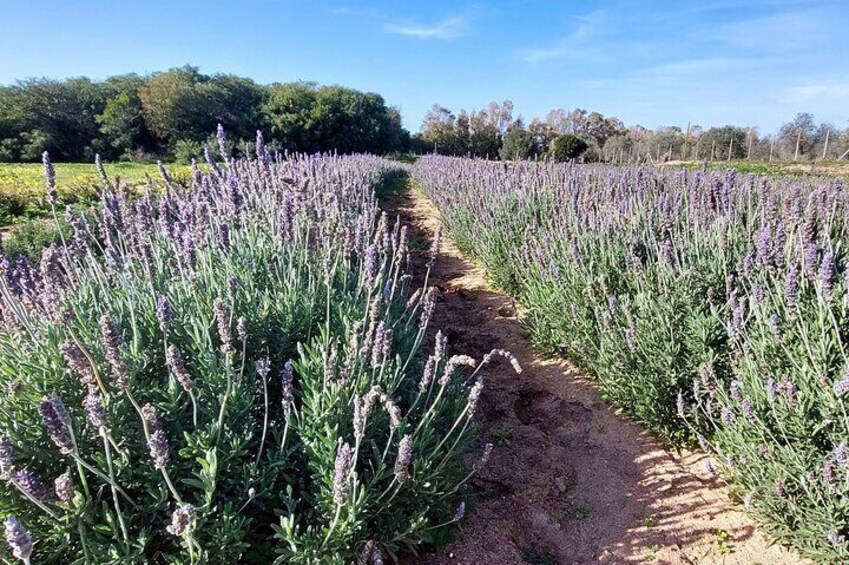 A lavender field with a dirt path running through it. 2