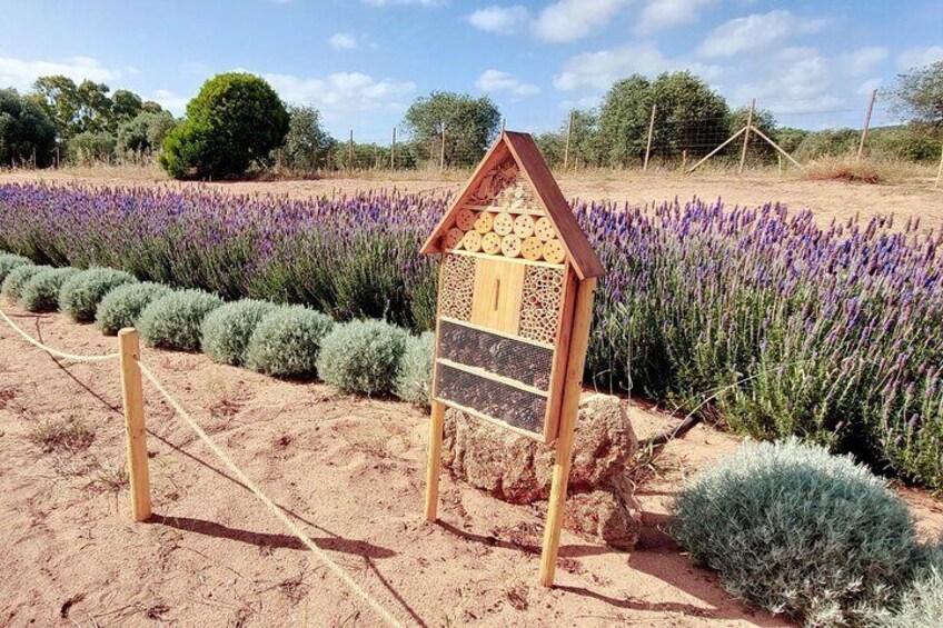 A wooden bee house in a field of lavender and other shrubs. 1