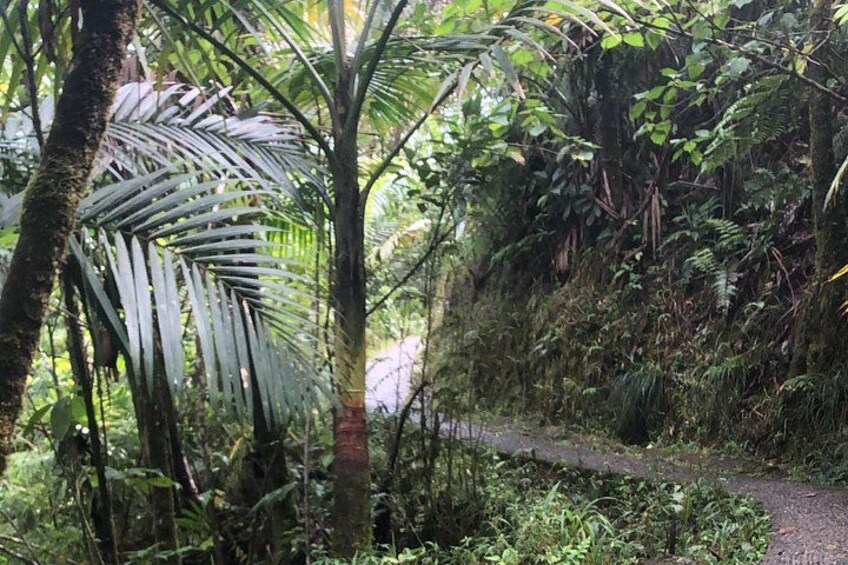 Explore El Yunque National Forest Guided Nature Adventure 5