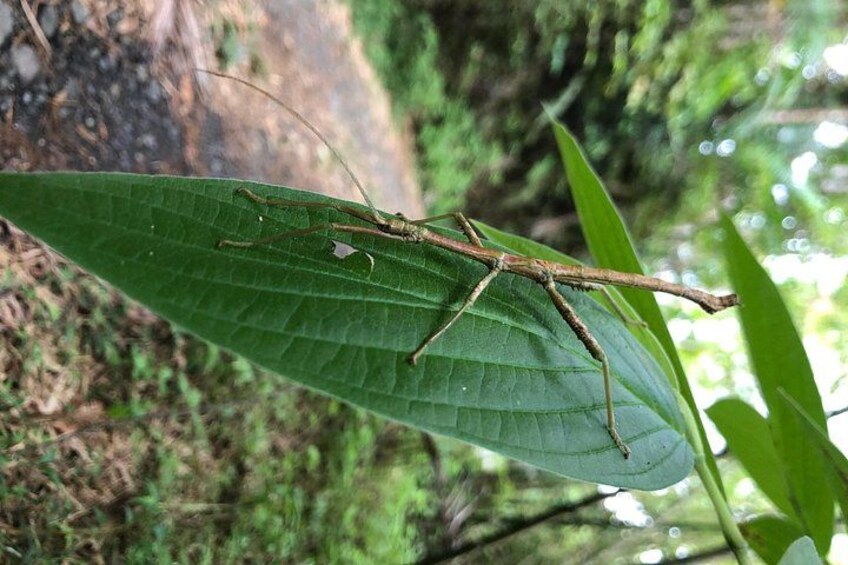 Explore El Yunque National Forest Guided Nature Adventure 3