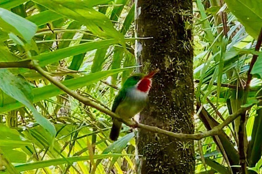 Puerto Rican Tody 4