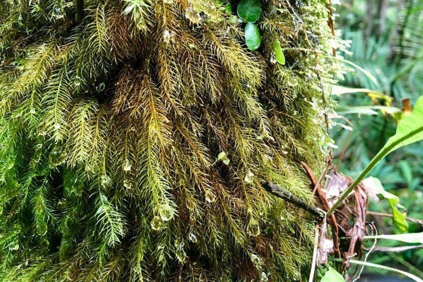 Explore El Yunque National Forest Guided Nature Adventure 2