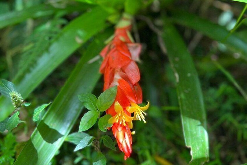 Explore El Yunque National Forest Guided Nature Adventure 2