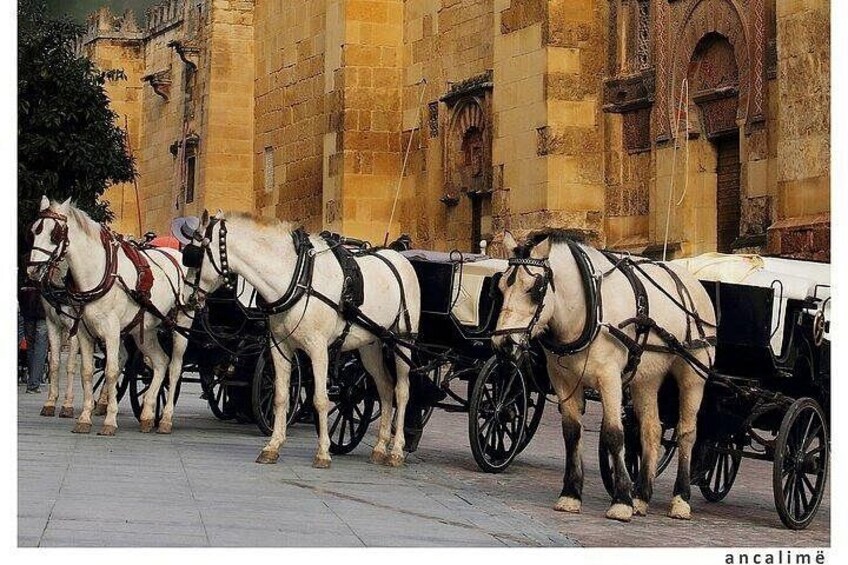 A line of white horses harnessed to black carriages parked on a cobblestone street. 2