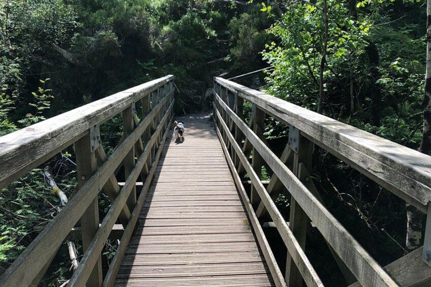 Un pont en bois, entouré d’une forêt dense. 2