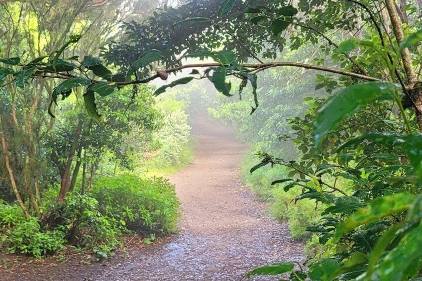 Tenerife Anaga Mountains circular hike in the Laurel Forest max 12 Pers. 3