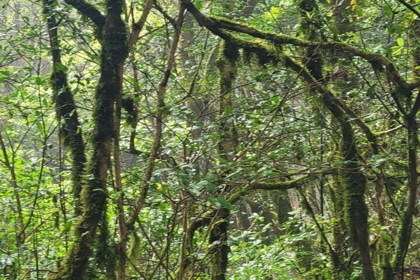 Tenerife Anaga Mountains circular hike in the Laurel Forest max 12 Pers. 2