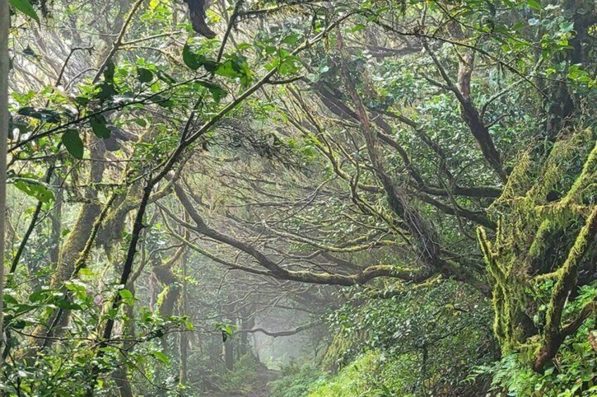Tenerife Anaga Mountains circular hike in the Laurel Forest max 12 Pers. 1