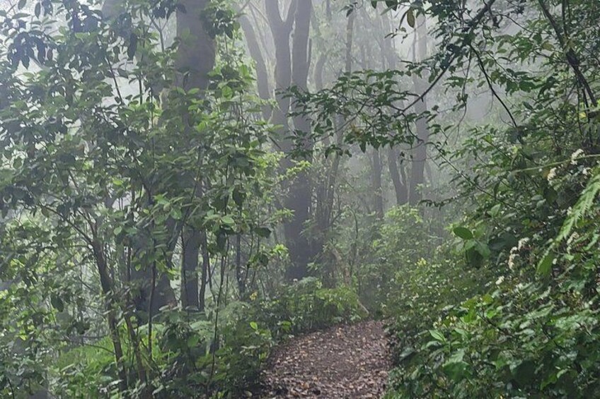 A forest path surrounded by dense foliage and tall trees. 5