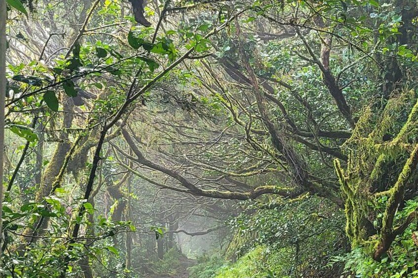 Tenerife Anaga Mountains circular hike in the Laurel Forest max 12 Pers. 1