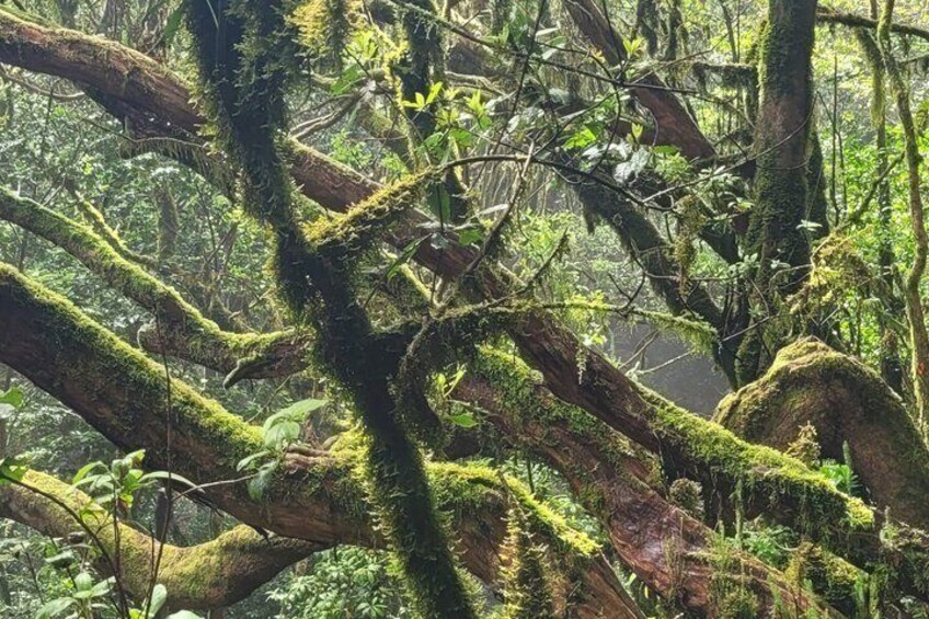 Tenerife Anaga Mountains circular hike in the Laurel Forest max 12 Pers. 5
