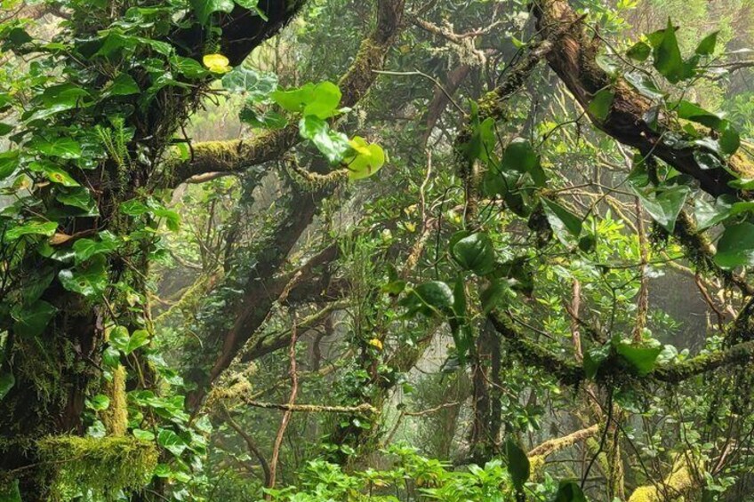 Tenerife Anaga Mountains circular hike in the Laurel Forest max 12 Pers. 4