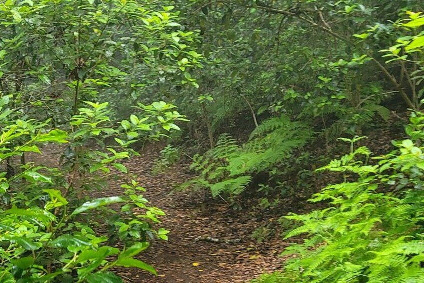 Tenerife Anaga Mountains circular hike in the Laurel Forest max 12 Pers. 4