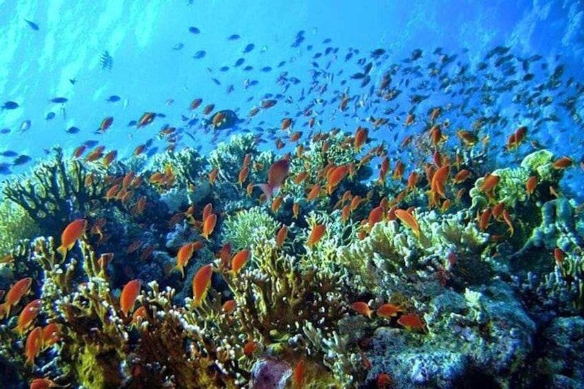 Tiran Island Snorkeling & Diving Experience In Sharm El-Sheikh 4