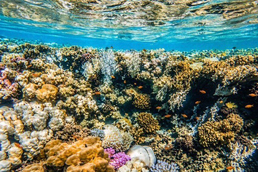 Tiran Island Snorkeling & Diving Experience In Sharm El-Sheikh 2
