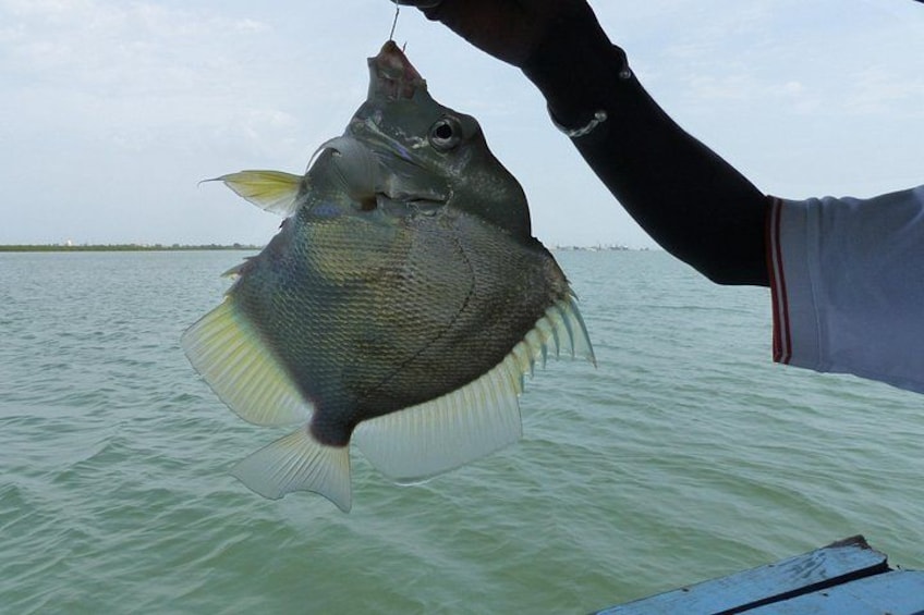 River cruise Fishing in the Gambia Lunch Included 2