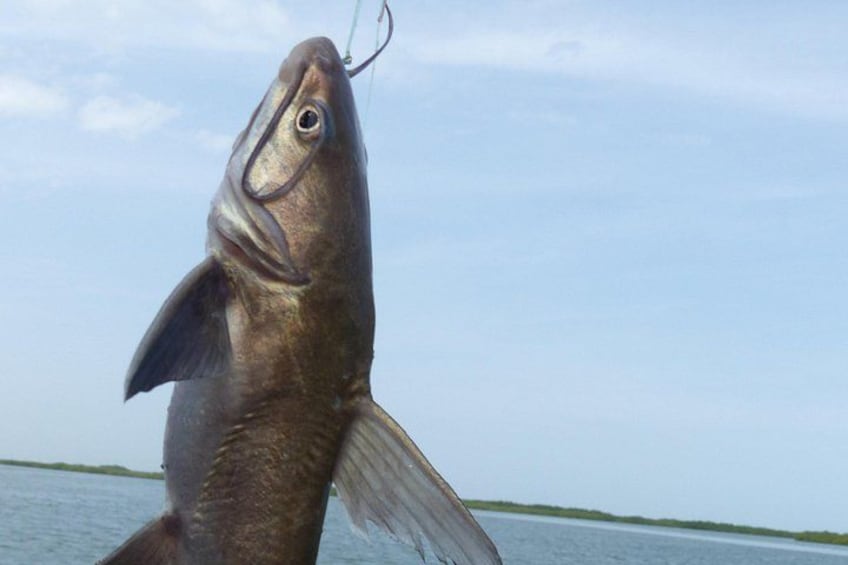 River cruise Fishing in the Gambia Lunch Included 4