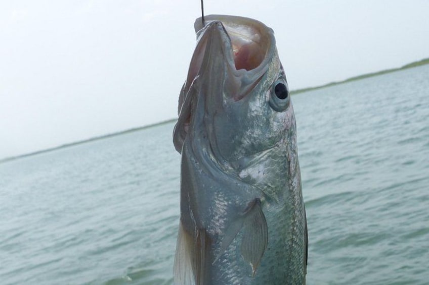 River cruise Fishing in the Gambia Lunch Included 3