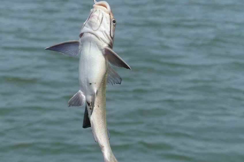 River cruise Fishing in the Gambia Lunch Included 5