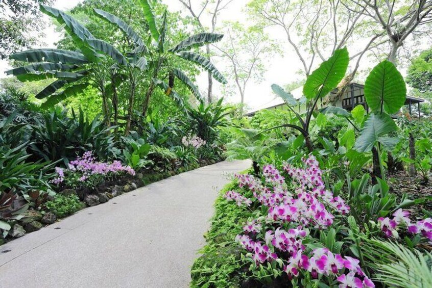 Un chemin en béton bordé d’une végétation luxuriante et de plantes en fleurs. 2