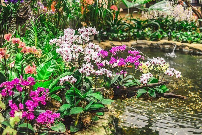 Un jardin agrémenté d'orchidées roses et blanches, d'un bassin et de diverses plantes vertes. 5