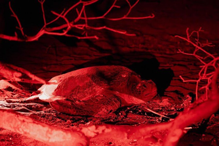 A person lying on the ground, surrounded by red lighting and branches. 1