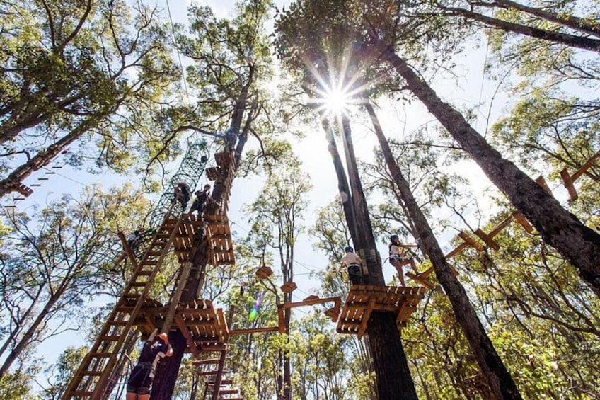 A forest with tall trees and wooden platforms for climbing. 2