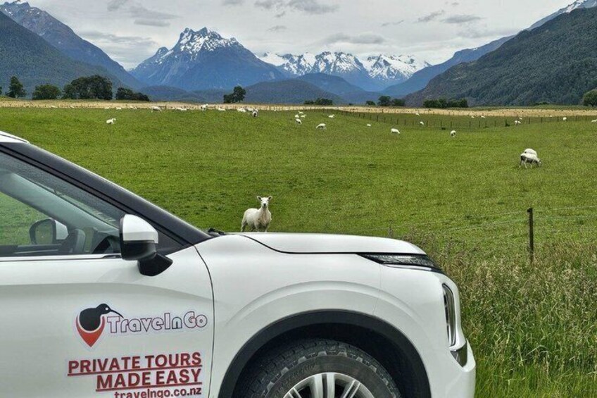 A white car with 'TravelInGo' branding parked in a green field with sheep grazing in the background and mountains in the distance. 5