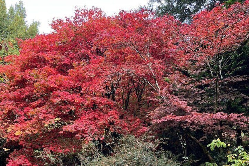 A dense forest with red foliage, likely in autumn. 2