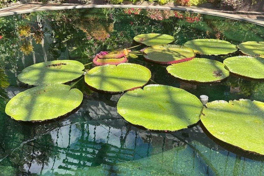 A pond with lily pads and a pink flamingo statue. 5
