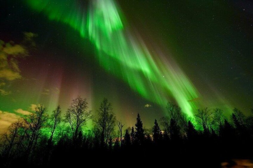 The Northern Lights over a forest. 1