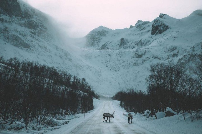 A snow-covered mountain road with a deer in the center and a vehicle in the background. 3