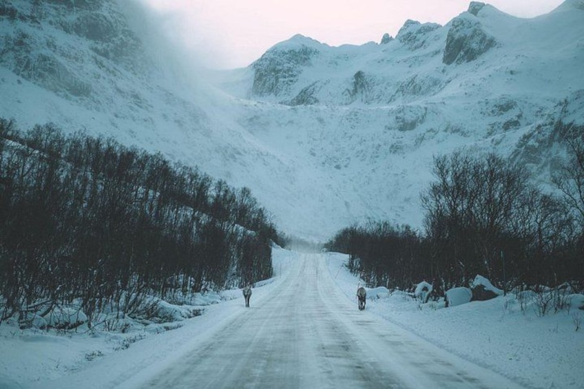 A snow-covered road flanked by trees and mountains. 4