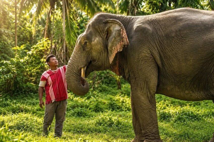 A person standing next to a large elephant in a grassy area with trees in the background. 1