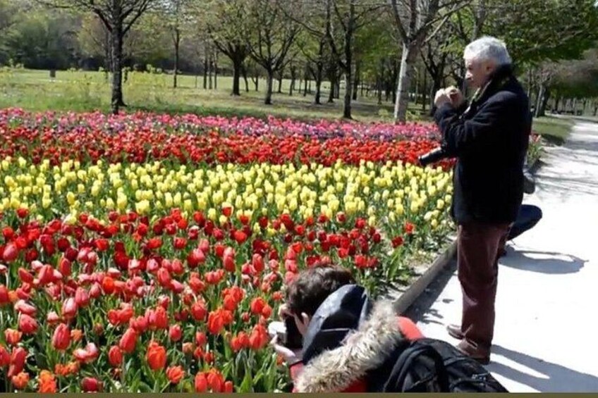 A person taking a photo of a tulip field with rows of red, yellow, and pink tulips. 2