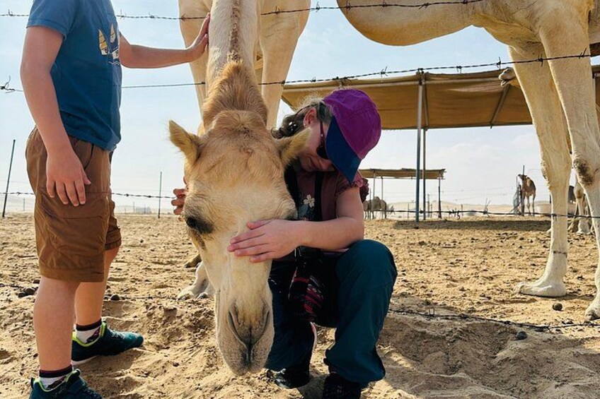 A person petting a camel in a sandy enclosure with a barbed wire fence. 5