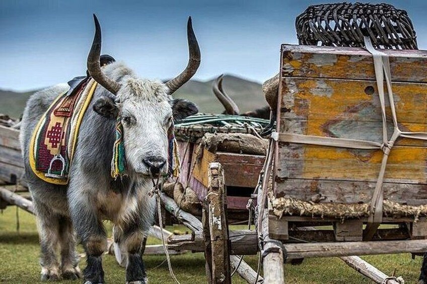 A yak with a decorated saddle, a wooden cart, and a rope tied to a post. 2
