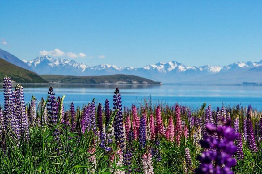 A field of purple lupine flowers, a lake, and snow-capped mountains in the background. 4