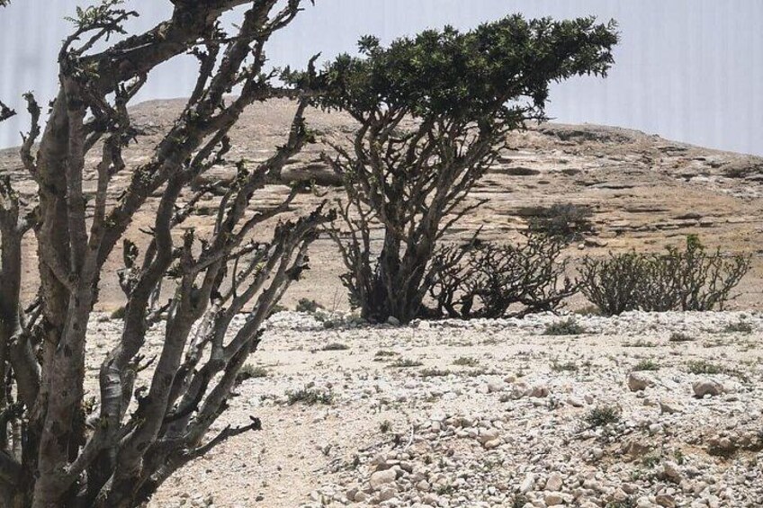 A desert landscape with sparse vegetation, rocky terrain, and a prominent tree in the foreground. 4