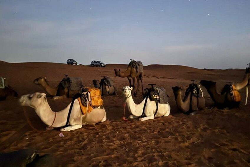 Camellos descansando sobre un terreno arenoso con cielo despejado. 3