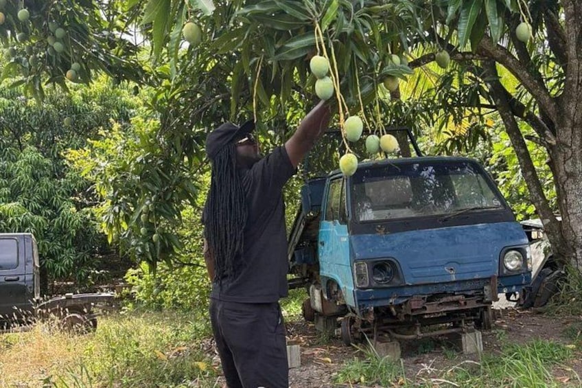 A person harvesting fruit from a tree, a blue vehicle, and a rural landscape. 3