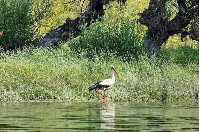 A stork standing in shallow water with grass and trees in the background. 3