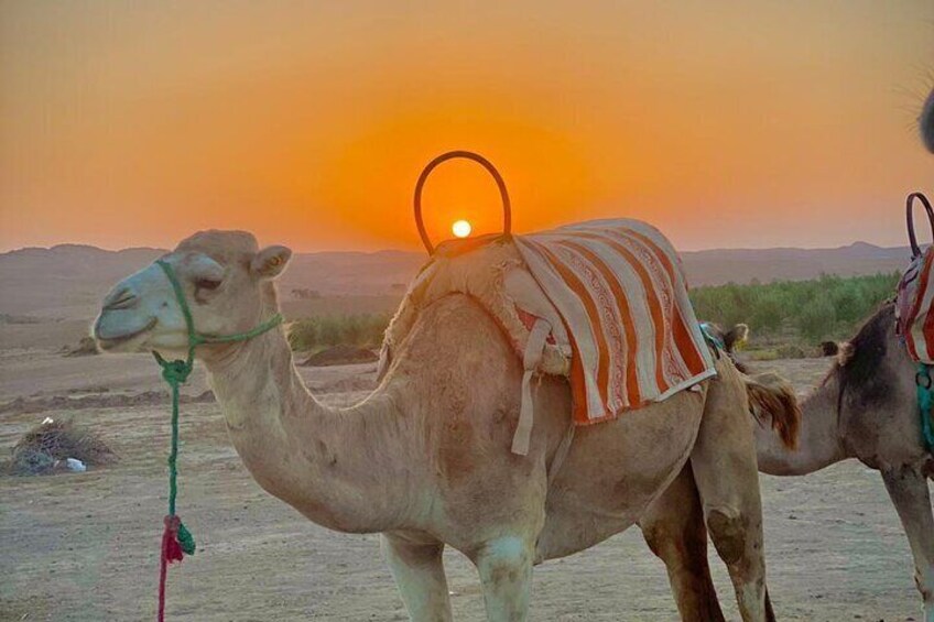 Marrakech: Quad bike & Camel raid in Agafay Desert with Dinner 5