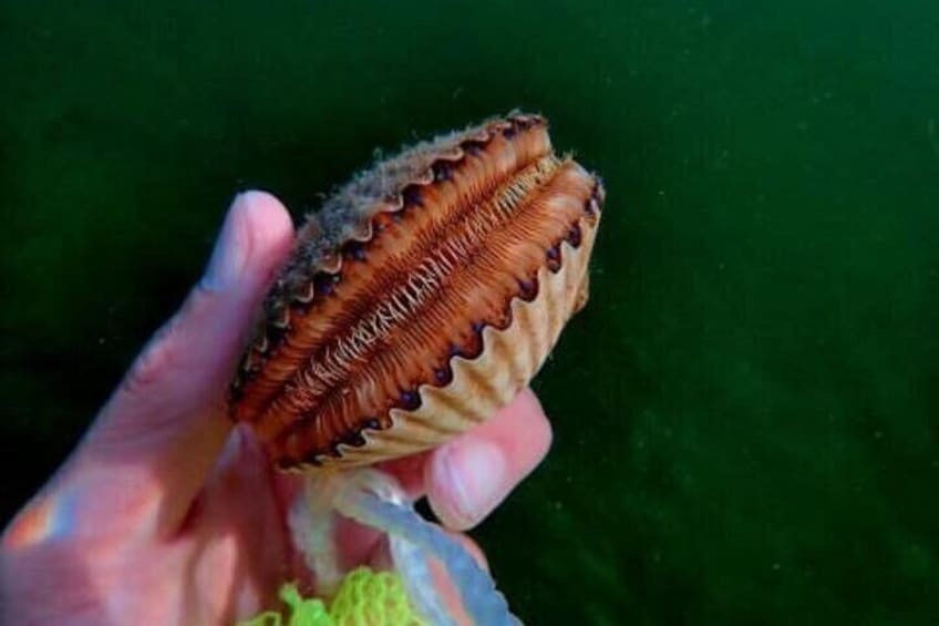 Hand-catch scallops with friends and family! 1